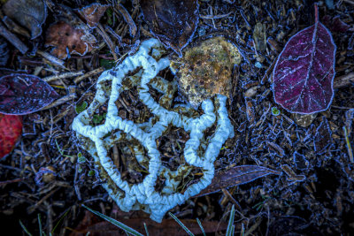 141} Basket Fungi in the Frost