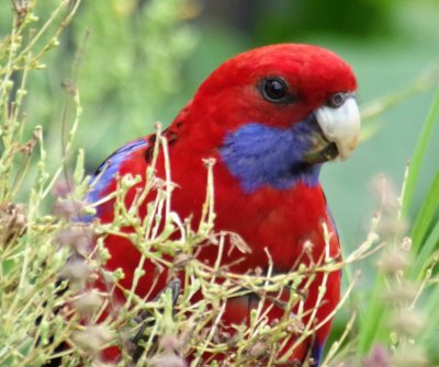 Chrimson Rosella