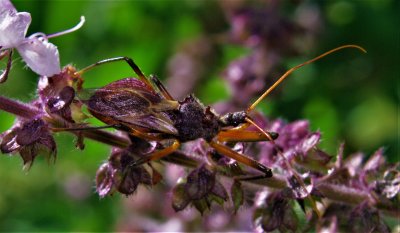 Longicorn Beetle*Credit*