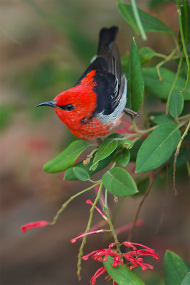 Red Capped Robin*Merit*