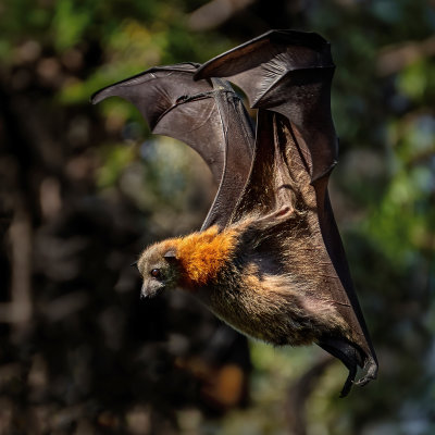 Air Brakes on Full