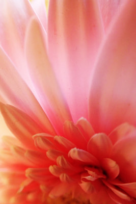 Close up Wonder