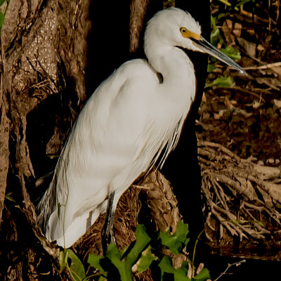 Little Egret*Credit*