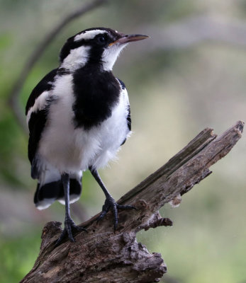 Magpie Lark