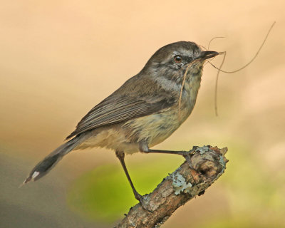Nest Building*Merit*