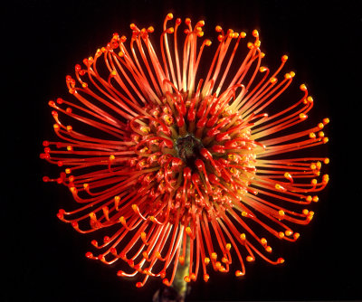 Orange Beauty*Credit*