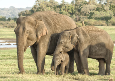 Peaceful Family*Credit*