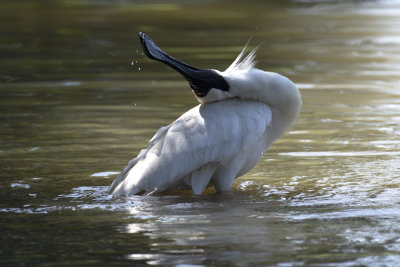 Spoonbills Yoga
