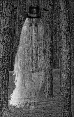 Apparition in the Pines*Credit*