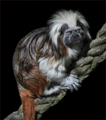 .Cotton Top Tamarin*Merit*