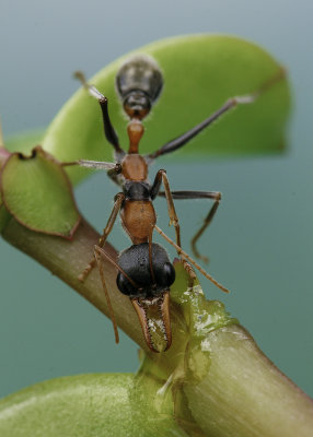 A Meat Ant*Merit*