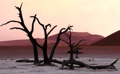 Desert Daybreak*Merit*
