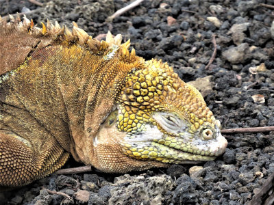 Galapagos Iguana*Credit*