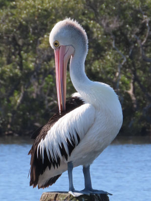 Preening Pelican*Credit*