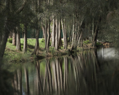 Racecourse Creek*Merit*