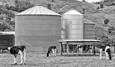 Dairy