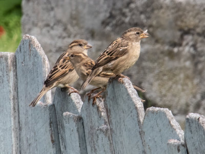 Three Birds
