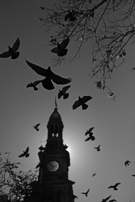 The Birds