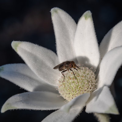 5] Fly Feeding on Flannel Flower