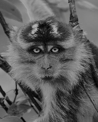 Borneo Find