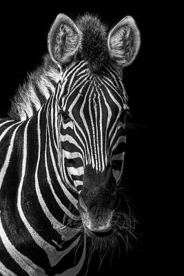 August 2021 'A' Grade Monochrome