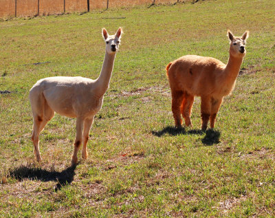 Alpacas in Profile