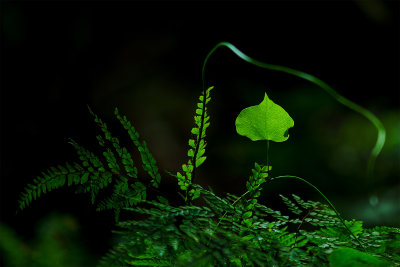 A Heart Leaf*Credit*