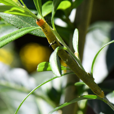 Insect