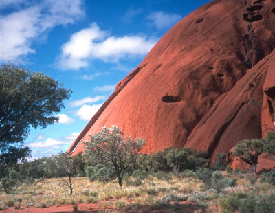 Kangaroo Tail on Uluru