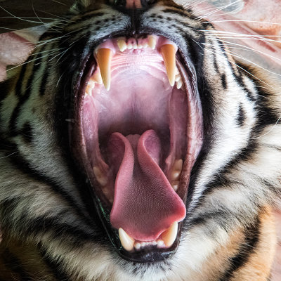 Roaring*Merit*