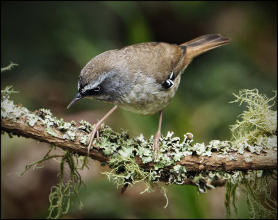 White Brow  Scrub Wren
