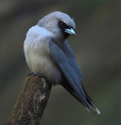 Wood Swallow*Merit*