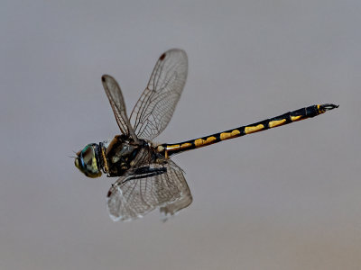 Yarrie Lake Dragon Fly 02*Credit*