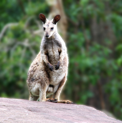 Roo On Rock