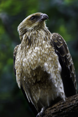A Eagle*Credit* 