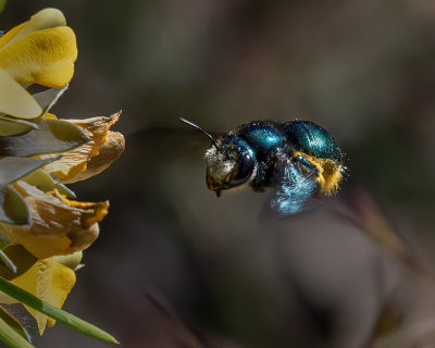 Carpenter Bee 