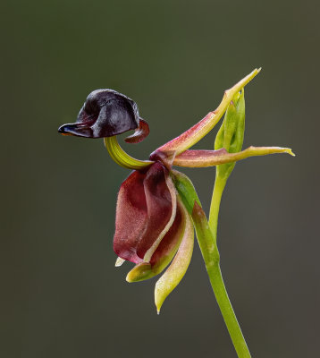 Duck Orchid  *Merit*
