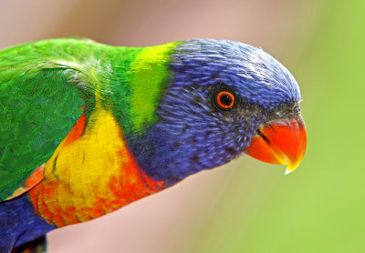 Rainbow Lorikeet 01*Merit*