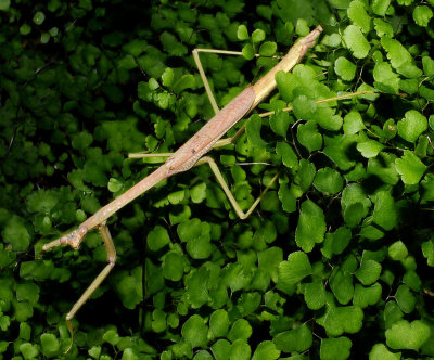 Stick Insect in Maidenhair