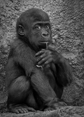 Baby Gorilla*Credit*