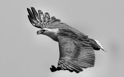 White Breasted Sea Eagle*Credit*