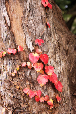 Autumn Hearts