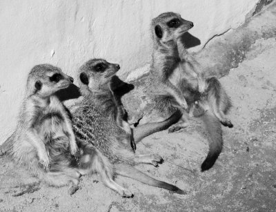 .Meerkat Family*Credit*