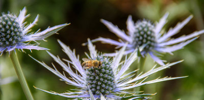 Getty Garden Bee