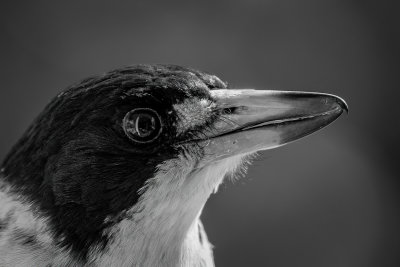 Butcher Bird