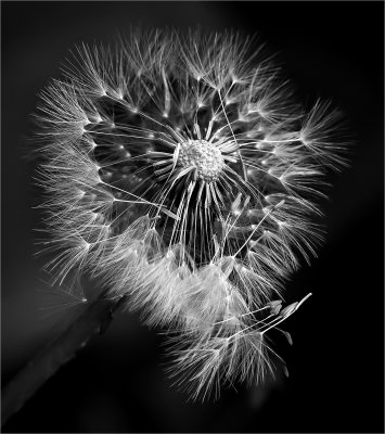 Gone with the Wind