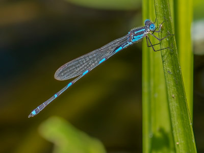Blue DragonFly