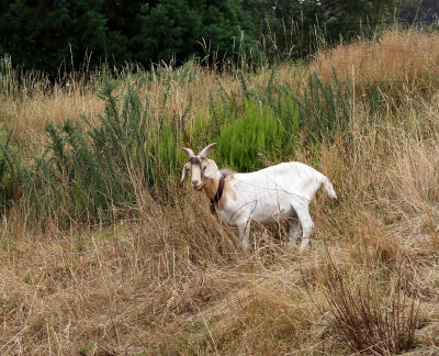Goat Among the Grass