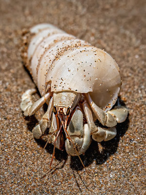 Hermit Crab at Darwin