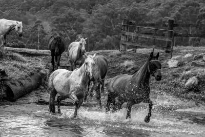 Running with the Horses